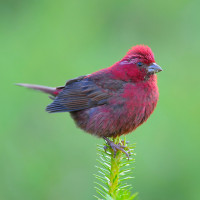 Taiwan Rosefinch